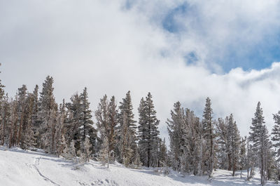 Snow covered trees by road against sky