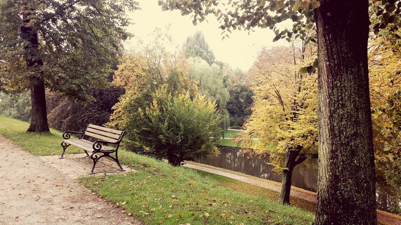 tree, bench, tree trunk, park - man made space, growth, tranquility, nature, grass, park bench, branch, empty, absence, sunlight, tranquil scene, season, beauty in nature, park, day, footpath, autumn