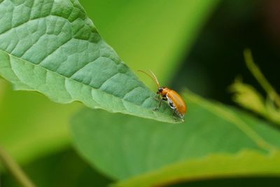 Close-up of insect on leaf