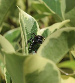 Close-up of insect on leaf