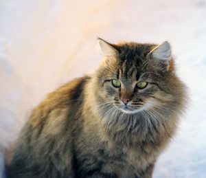 Close-up portrait of cat