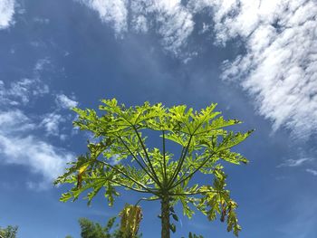 Low angle view of tree against sky