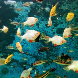 Close-up of fish swimming in water