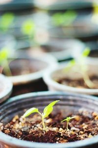 Close-up of potted plant