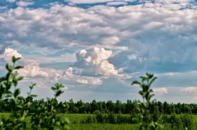 Scenic view of field against sky