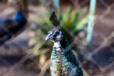 Close-up of a peacock