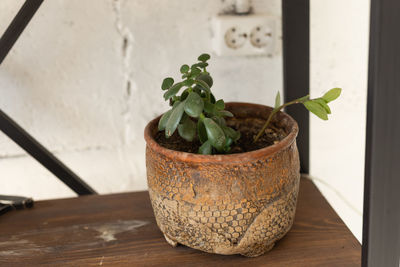 Close-up of potted plant on table