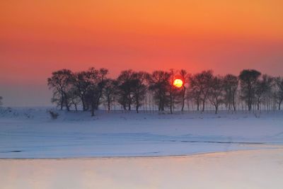 Trees on snow covered landscape during sunset