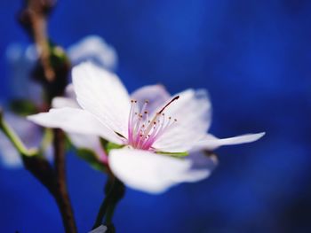 Close-up of butterfly on flower