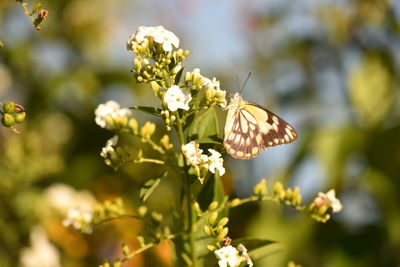 Close-up of butterfly on flowers