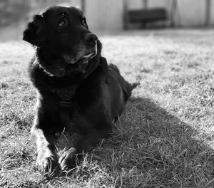 Dog looking away on field in black and white 