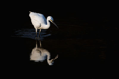 reflection