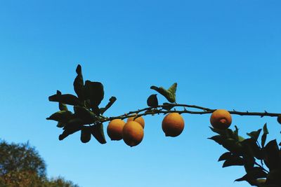 Low angle view of fruits on tree against clear blue sky