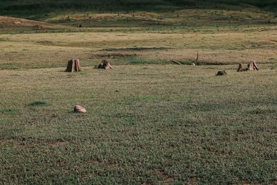 View of sheep on field