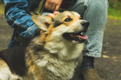 Corgi welsh pembroke in the summer with its owner