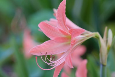 Close-up of pink flowering plant