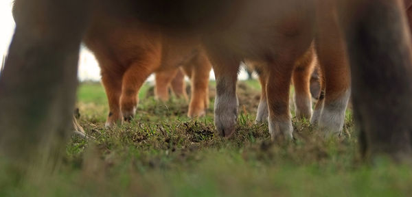 View of horses grazing in field