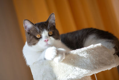 Close-up portrait of beautiful british shorthair cat