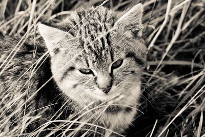 Close-up of cat