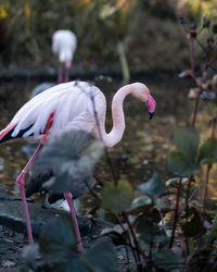 Close-up of flamingo standing in pond