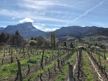 Scenic view of vineyard against sky