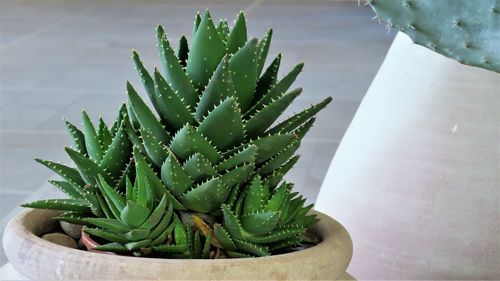 High angle view of cactus plant