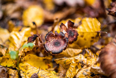 Close-up of dry autumn leaves on field