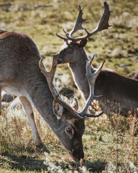 Deer in a field