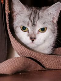 Close-up portrait of cat