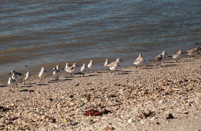 Cluster of black bellied plovers pluvialis squatarola birds on the white sands of clam pass