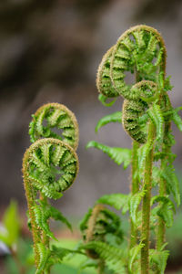 Close-up of plant