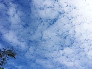 Low angle view of palm tree against sky