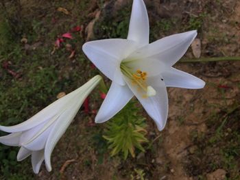 High angle view of white flowering plant