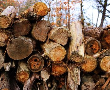 Close-up of firewood