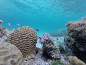 Close-up of coral in sea