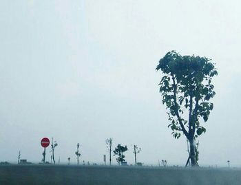 Trees on grassy field