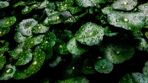 Dew drops on green leaves