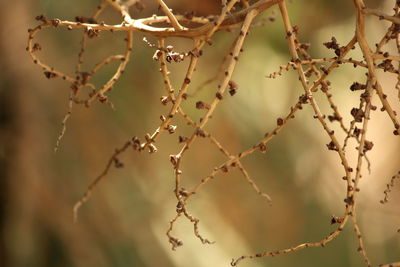 Close-up of dry flowers on branch