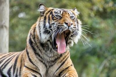 Close-up of a tiger