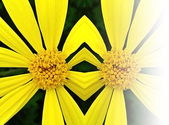 Macro shot of yellow flower against black background