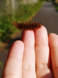 Close-up of hand holding red leaf