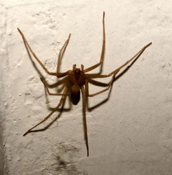 Close-up of spider on sand