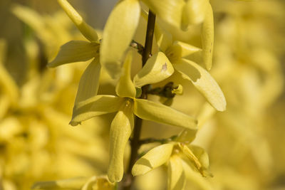 Close-up of plant