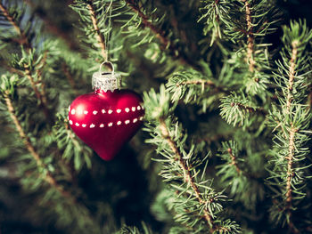 Close-up of christmas tree