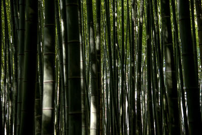 Full frame shot of bamboo trees in forest