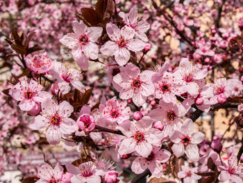 Close-up of pink flowers