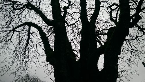 Low angle view of bare trees against sky