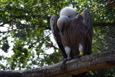 Low angle view of birds perching on tree