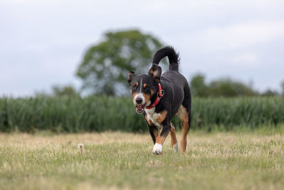 Dog running on field