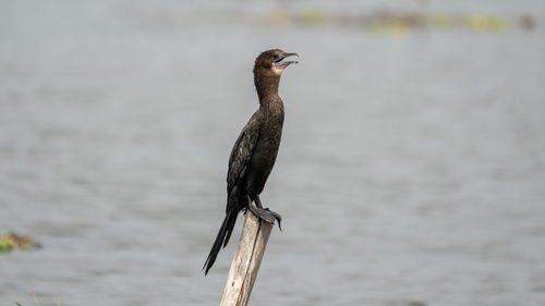 Bird perching on wooden post